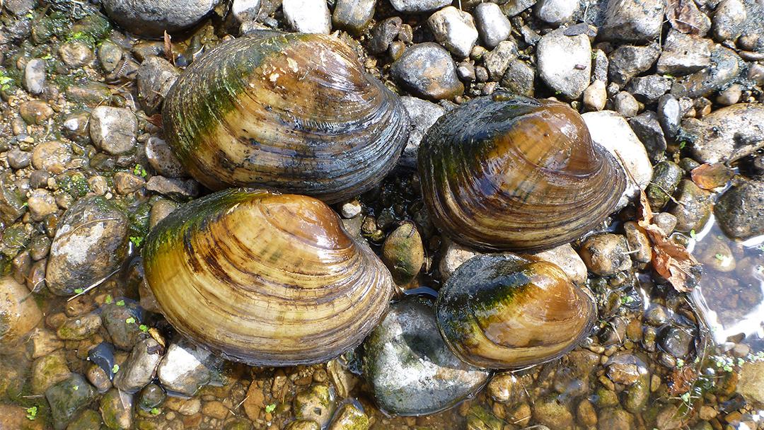 9,000 Mussels Deployed to Fight Pollution in DuPage River Chicago